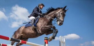 Equitation/ Saut d’obstacles: le cavalier Allali Sid Ali (Bordj El Kiffan) remporte le grand prix deux étoiles de la ville d’Oran