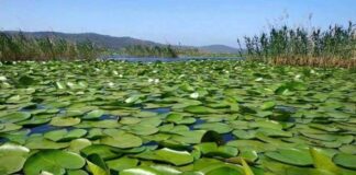 El Tarf : lancement prochain de la réalisation d’un jardin public sur les rives du lac des oiseaux