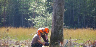 Tlemcen: 266 millions DA pour la réalisation de travaux forestiers
