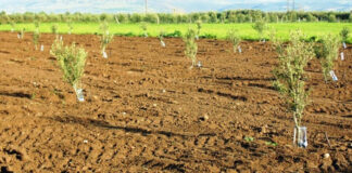 El-Bayadh: Programme pour la plantation de 480 000 oliviers