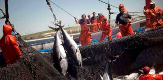 Campagne de pêche au thon rouge à Chlef: Participation de quatre thoniers