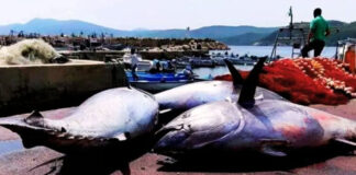 Pêche au thon rouge: La campagne s’ouvre aujourd’hui