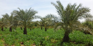 El Bayadh: Un programme de plantation de 400 000 palmier-dattiers