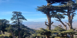 Bordj Bou Arreridj: Vaste opération de réhabilitation de la forêt de Boumergued