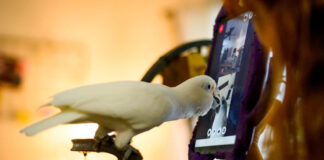 Les perroquets captifs s’amusent à passer des appels vidéo avec leurs amis sur Messenger