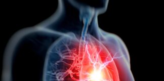 Des chercheurs du « Massachusetts General Hospital » réalisent une avancée majeure dans la régénération cardiaque