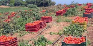 Chlef: La superficie dédiée à la tomate industrielle portée à 2.700 ha