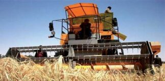 El Bayadh: Une production céréalière de près de 61.000 quintaux attendue