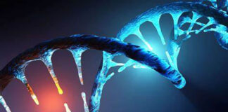 Le gène responsable de l’inflammation des maladies inflammatoires de l’intestin (MII) identifié