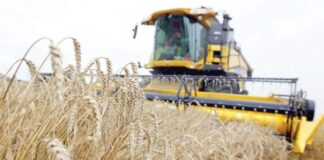 Chlef: Production prévisionnelle de plus de 250.000 qx de céréales