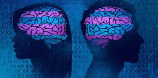 Le cerveau des femmes et des hommes fonctionne différemment selon une étude