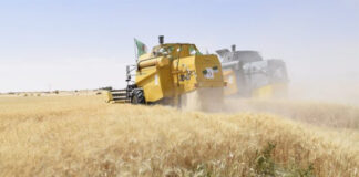 Guelma (moisson-battage): Production prévisionnelle de plus de 2 millions quintaux de céréales