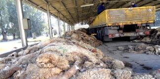 Peaux de moutons dans les wilayas de l’ouest du pays: Collecte et récupération de milliers de pièces destinées à l’industrie du cuir