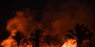 Biskra: 180 palmiers ravagés par un incendie dans la commune d’Ourlal