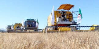 Ghardaïa (DSA): Plus de 55 000 quintaux de céréales engrangés