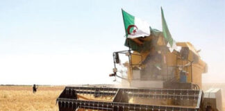 Avec seulement 8,59 millions hectares exploités: L’Algérie face aux défis de la dépendance alimentaire