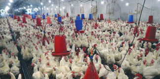 Sétif: Remise de plus de 1 500 certificats pour pratiquer l’aviculture