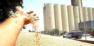 Céréales: Déclassement de terres agricoles pour la réalisation de silos de stockage au niveau de 18 wilayas