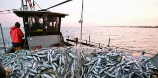 Pêche en haute mer à Aïn Temouchent: Une production halieutique de plus de 5 000 tonnes réalisée durant le 1er semestre 2024