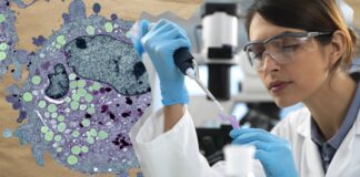 Alzheimer: Une nouvelle molécule pourrait restaurer la mémoire