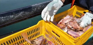 Khenchela: Attribution de la prime incitative aux producteurs de « tilapia rouge »