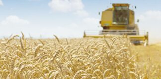 Mascara: Plus de 125 000 quintaux de céréales collectés par la CCLS