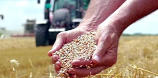 El-Meniaâ: Réalisation en cours de trois centres de proximité de stockage de céréales