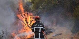 Tribunal de Sidi M’hamed:4 individus placés, sous mandat de dépôt pour incendie volontaire dans la forêt de la commune de Larhat (Tipasa).