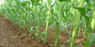 El-Menéa: Une superficie de plus de 1 800 hectares ensemencée en maïs-grains