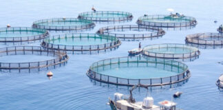 Oran: Nouveau projet d’élevage de « Tilapia rouge »