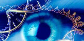 Bientôt un médicament contre « la cataracte » ? Ce qu’une étude sur les écureuils a permis d’établir