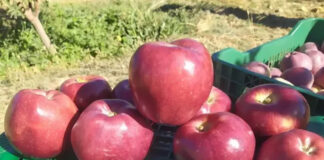 Khenchela: Lancement de la récolte des pommes à partir de la commune de « Chélia »