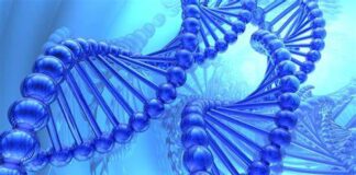 Une étude révèle que l’ADN est la véritable cause de la goutte