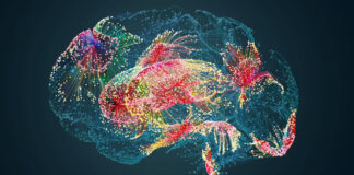 Une innovation inspirée des moules pour prévenir les AVC