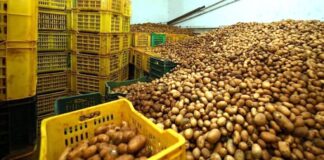 Aïn Defla: Saisie de plus de 82 quintaux de pomme de terre dans le cadre de la lutte contre la spéculation illicite