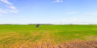 Aïn Temouchent: Plus de 10.000 hectares réservés à la culture des légumineuses