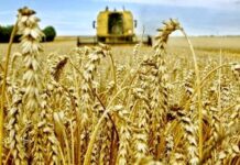Développement agricole et sécurité alimentaire dans le Sud: Ouargla vise plus de 475.000 quintaux de céréales