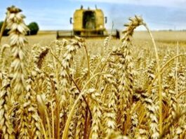 Développement agricole et sécurité alimentaire dans le Sud: Ouargla vise plus de 475.000 quintaux de céréales