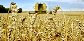 Constantine: Plus de 91.000 hectares consacrés à la culture des céréales durant la campagne agricole 2024-2025