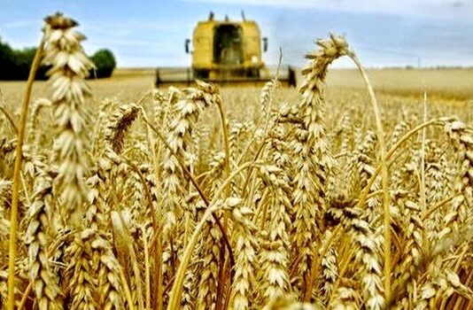 Développement agricole et sécurité alimentaire dans le Sud: Ouargla vise plus de 475.000 quintaux de céréales
