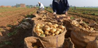 El Oued: Plus de 11,5 millions de quintaux de pomme de terre d’arrière-saison prévus cette saison