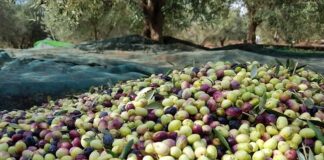 Guelma: Une production de plus de 140.000 quintaux d’olives escomptée durant la saison agricole 2024-2025