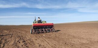 Labours-semailles à Tébessa: Une superficie de plus de 126.000 hectares dédiée à la céréaliculture