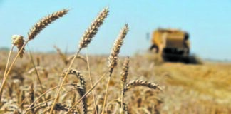 M’sila: 64.000 hectares réservés aux semences de céréales