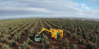 Bechar: Une superficie de 550 hectares réservée à l’expansion de l’oléiculture