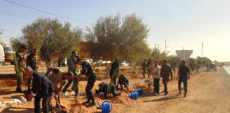 Journée nationale de l’arbre: Campagnes de boisement dans le Sud