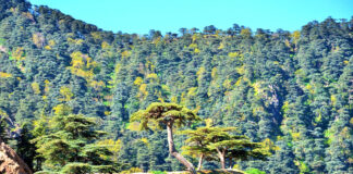 Tissemsilt: Plantation de plus de 1 000 arbustes de cèdres de l’Atlas au Parc national de Theniet El-Had