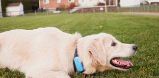 Un collier qui donne la parole à votre chien, c’est désormais possible grâce à l’IA