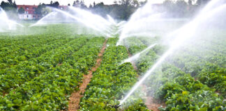 Mascara: Un volume de 5,7 millions de mètres cubes d’eau réservé au périmètre irrigué de la plaine de Sig