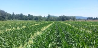 Labours-semailles à Tébessa: Plus de 40.000 qx de semences mis à la disposition des agriculteurs